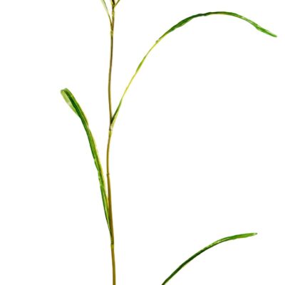 miscanthus strand scaled