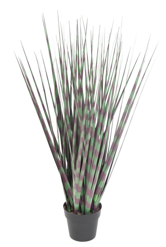 miscanthus zebrina 1 scaled