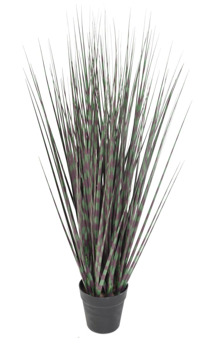miscanthus zebrina 2 scaled