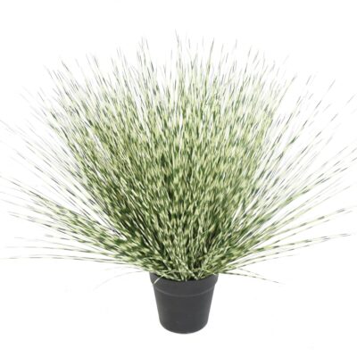miscanthus zebrina round 55 scaled