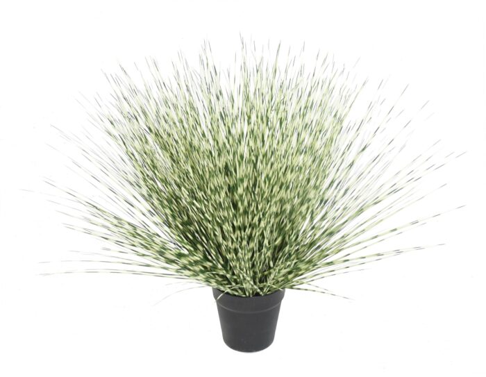 miscanthus zebrina round 55 scaled