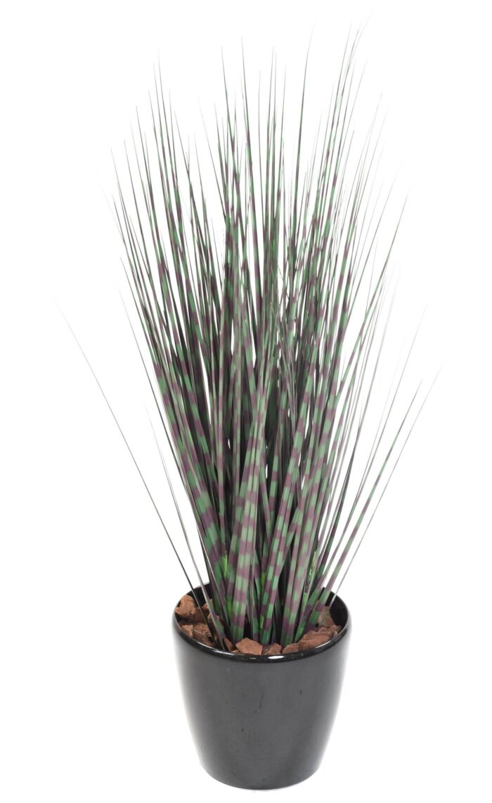 miscanthus zebrina scaled