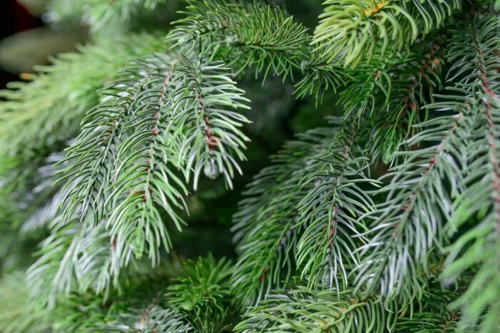 Nevada Premium-Kiefer PE/PVC, ca. 120cm – Bild 3