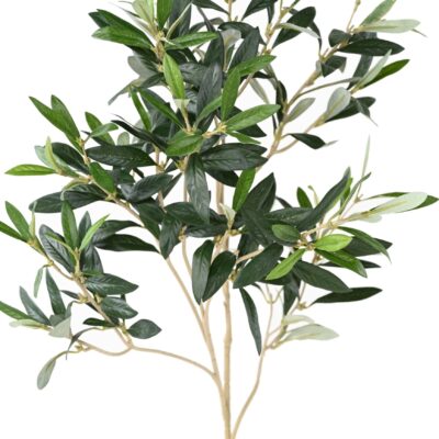 olive tree spray free fruit 1 scaled