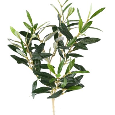 olive tree spray free fruit scaled