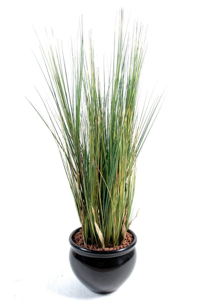 onion grass 1