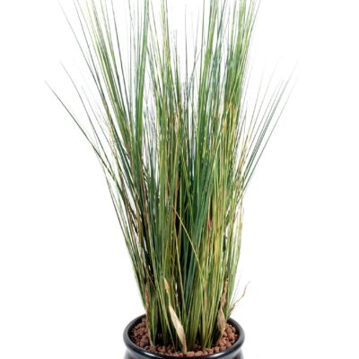 onion grass