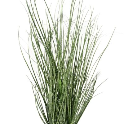 onion grass 50 cm scaled