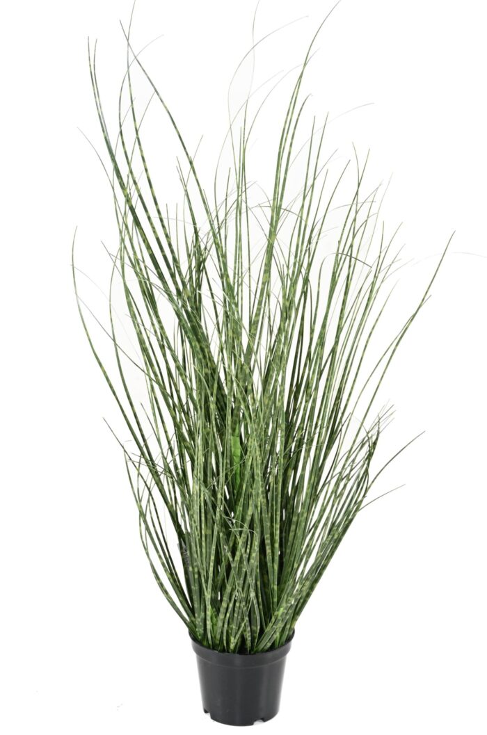 onion grass 50 cm scaled