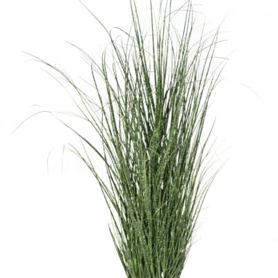 onion grass 90 cm scaled