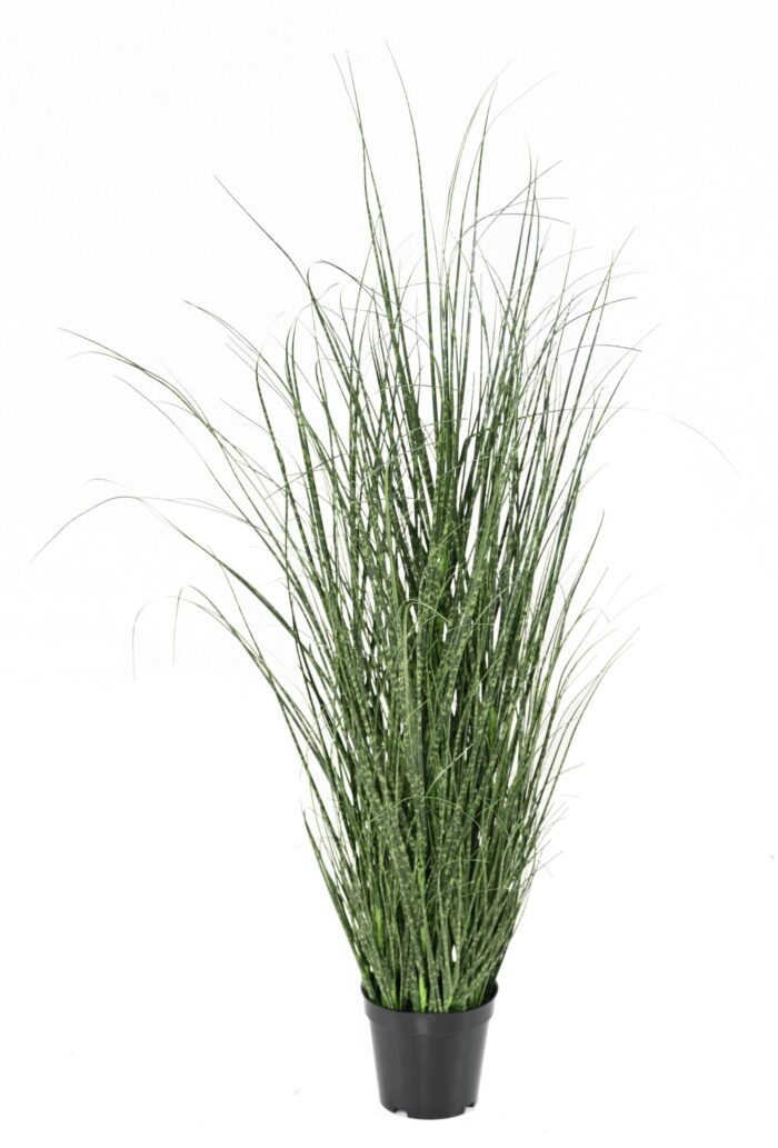 onion grass 90 cm scaled