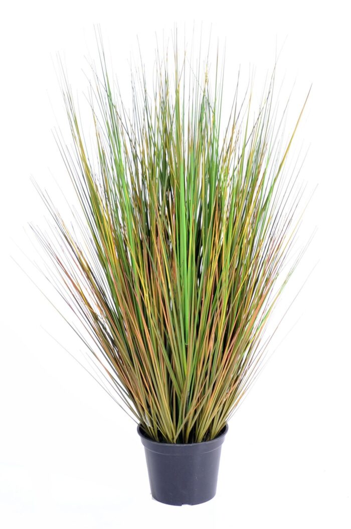 onion grass gf 1