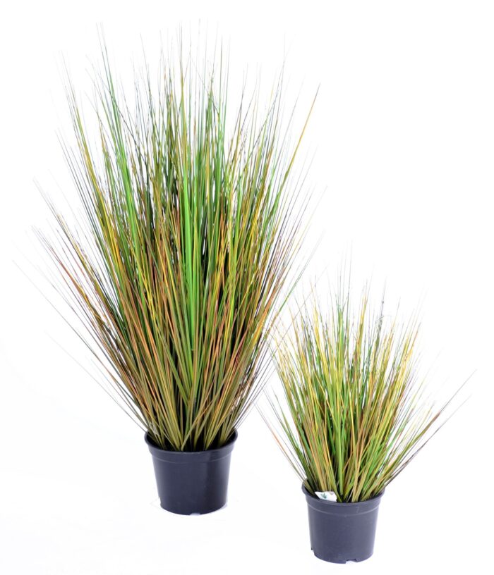 onion grass gf