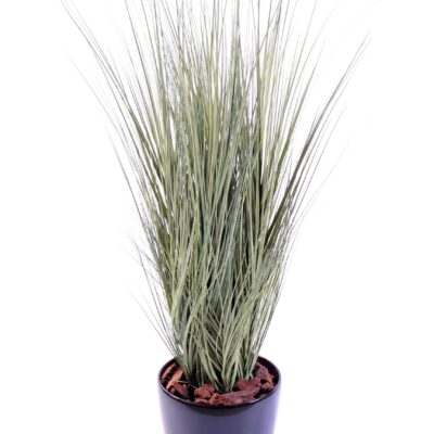 onion grass gv 1 scaled