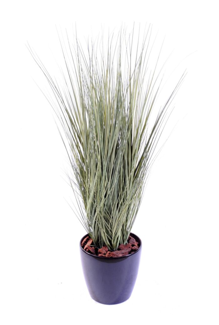 onion grass gv 1 scaled