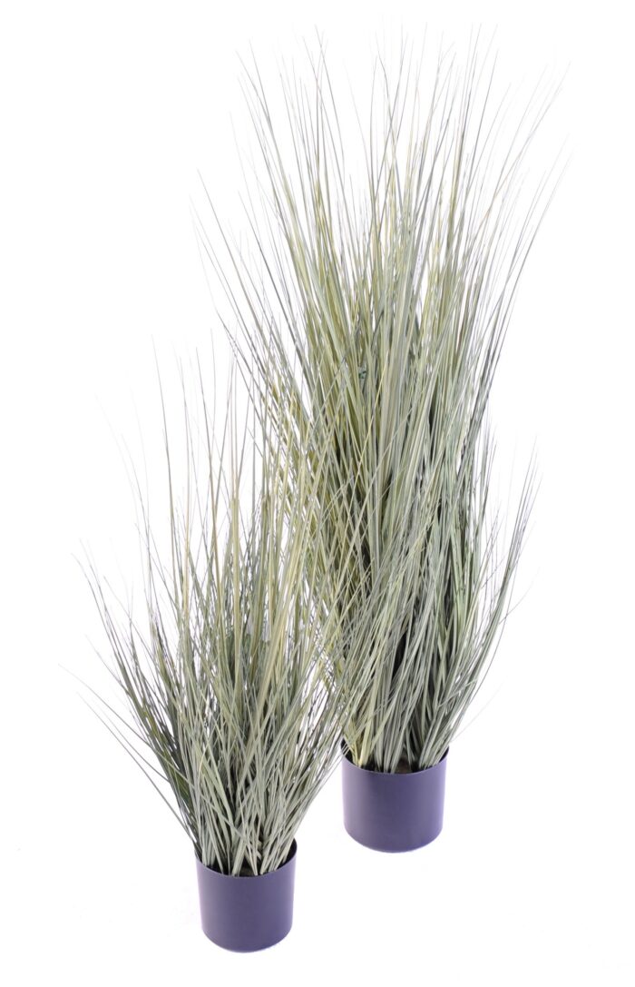 onion grass gv