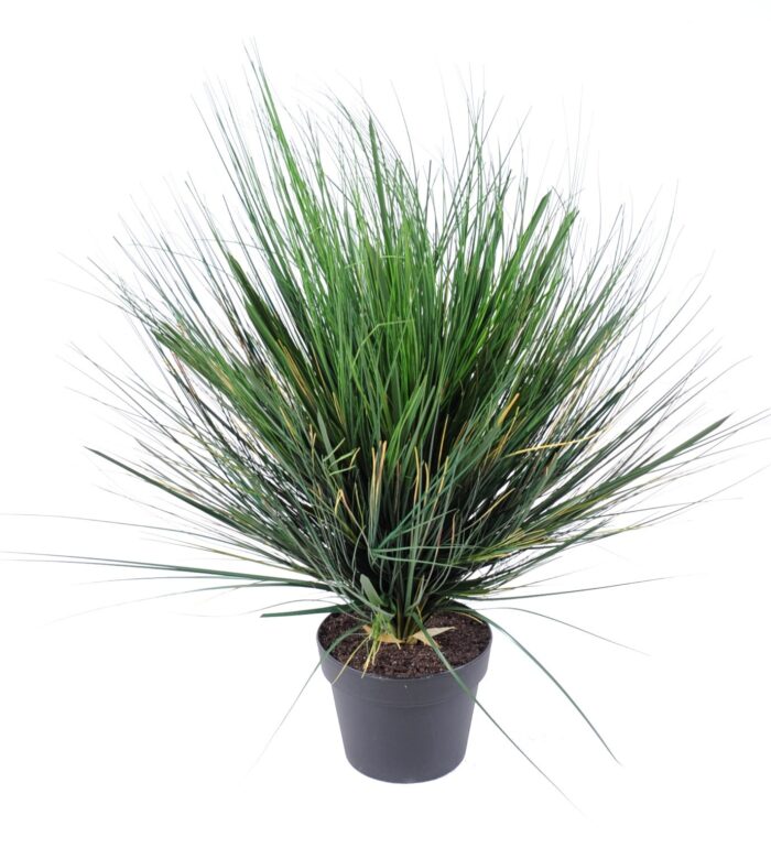 onion grass in round 1