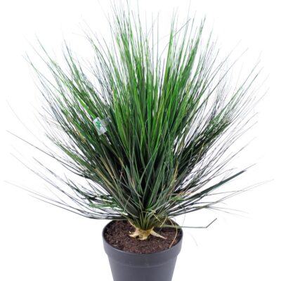 onion grass in round