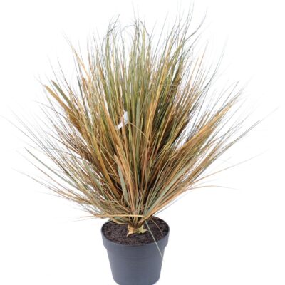 onion grass in round 70 cm