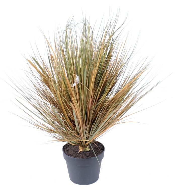onion grass in round 70 cm