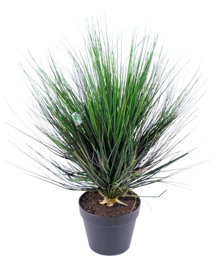 onion grass in round