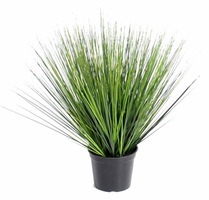 onion grass in round gf 1