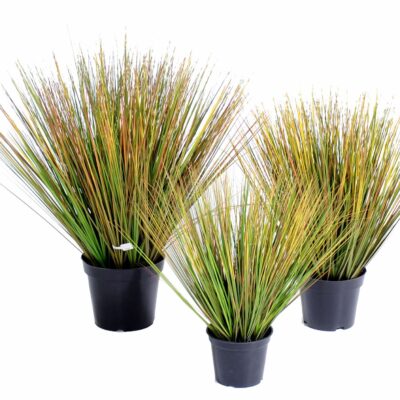 onion grass in round gf 2