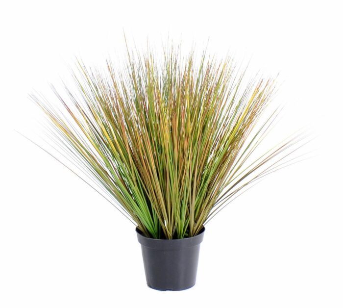 onion grass in round gf 3