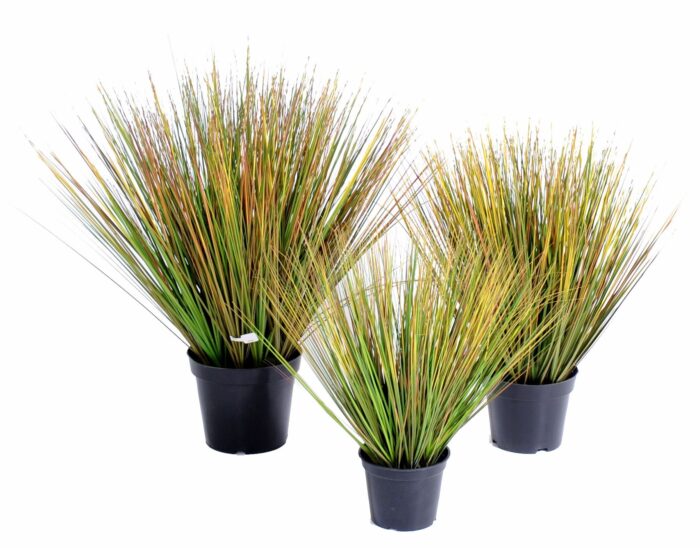 onion grass in round gf
