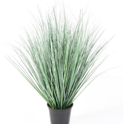onion grass new 1 scaled