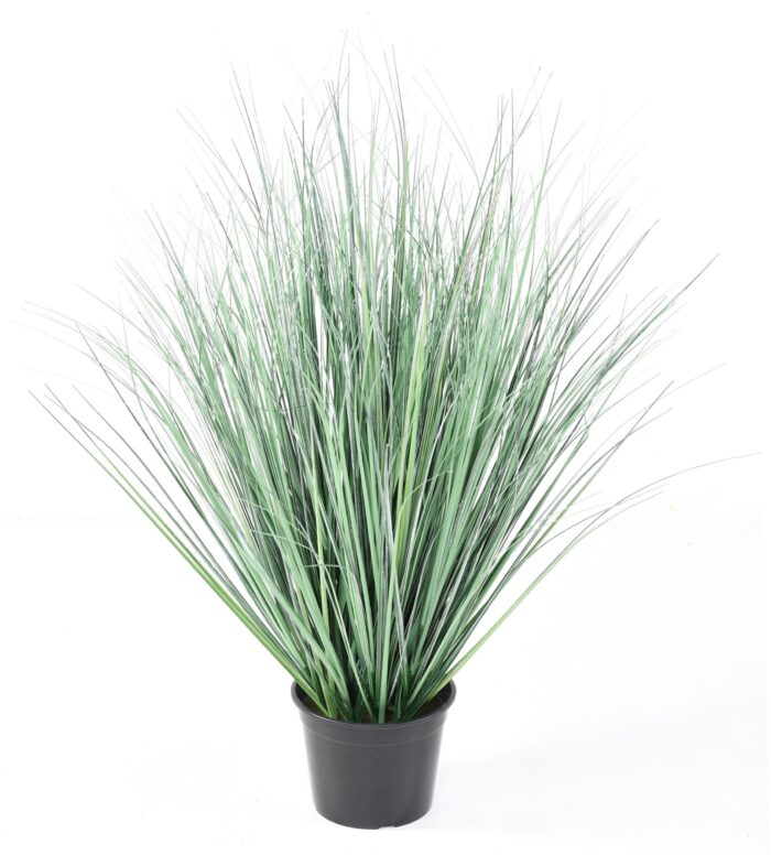 onion grass new 1 scaled