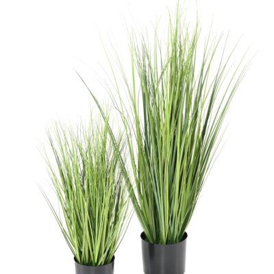 onion grass new 2 scaled