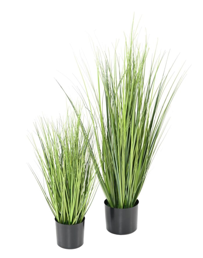 onion grass new 3 scaled