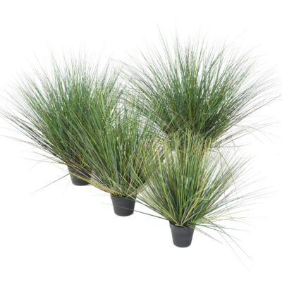 onion grass new round 3 scaled