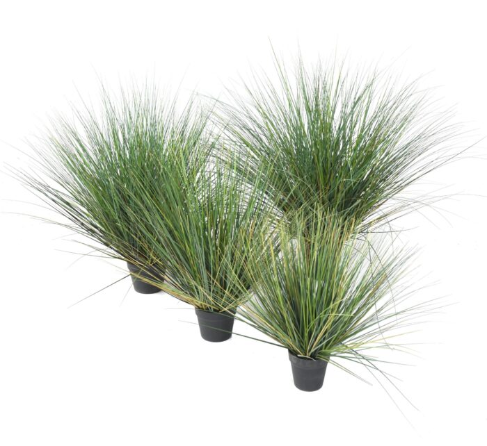 onion grass new round scaled