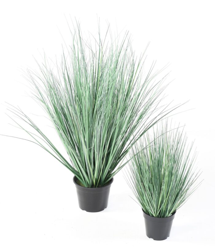 onion grass new scaled