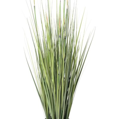 onion grass presle scaled