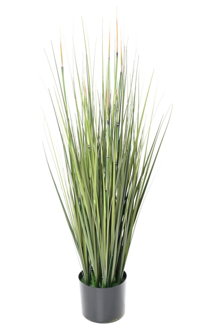 onion grass presle scaled