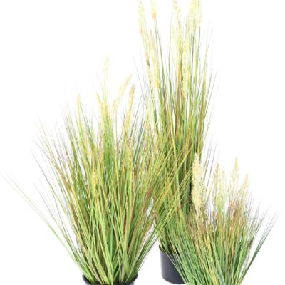 onion grass seed 60 cm scaled