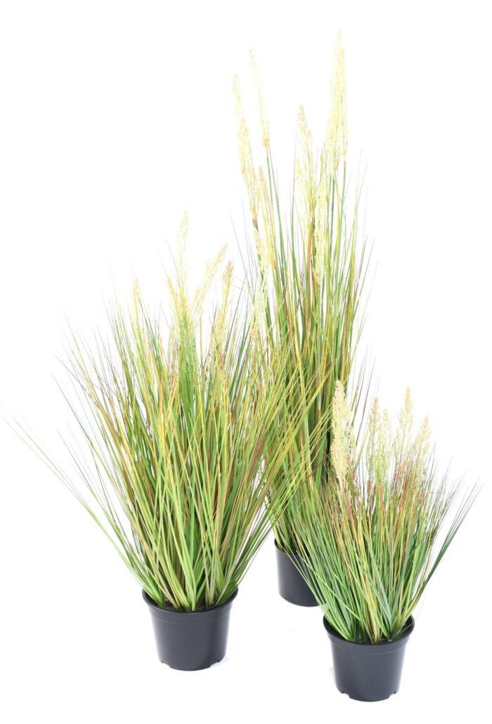 onion grass seed 60 cm scaled