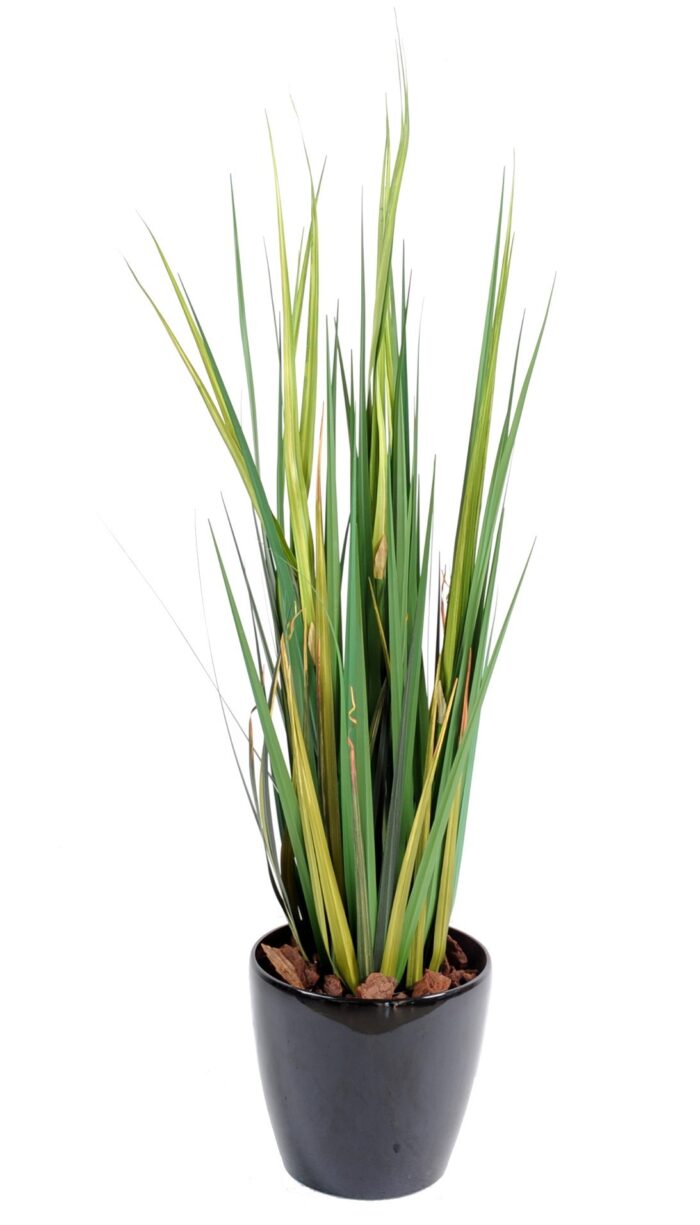 onion grass wide