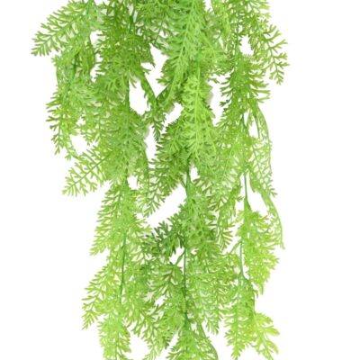 onoclea sensibilis fall fougere scaled