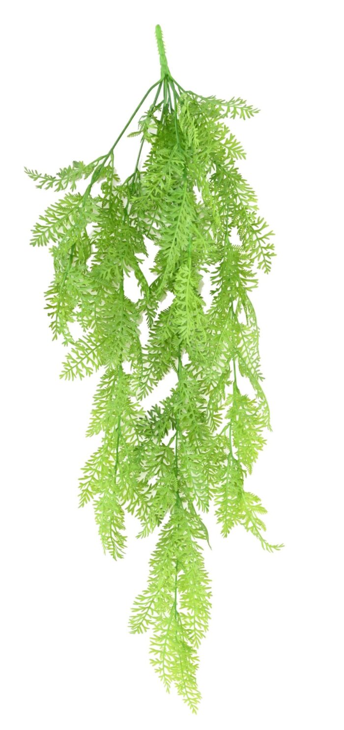 onoclea sensibilis fall fougere scaled
