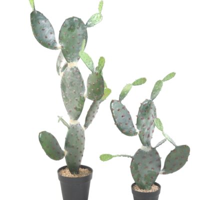 opuntia cactus scaled