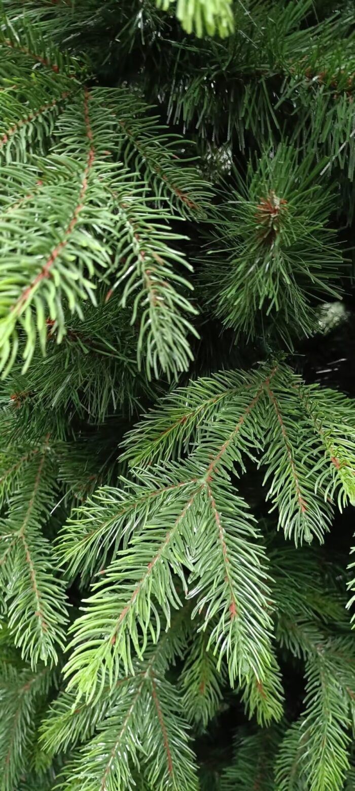 Künstliche Orientfichte PE/PVC, ca. 150cm – Bild 3