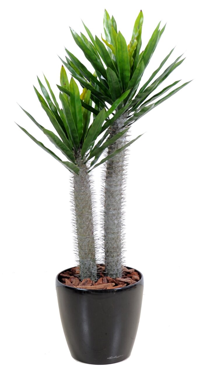 pachypodium