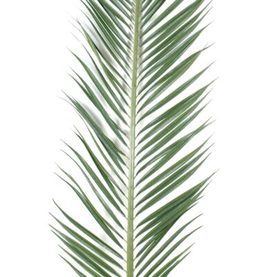 palm palm mascarena 1 scaled