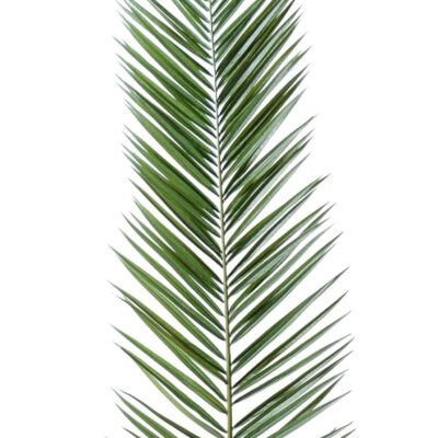palm phoenix canariensis 1 scaled