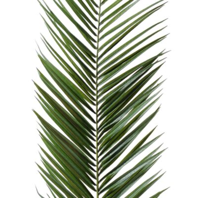 palm phoenix canariensis scaled