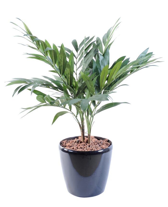 palm plant parlour